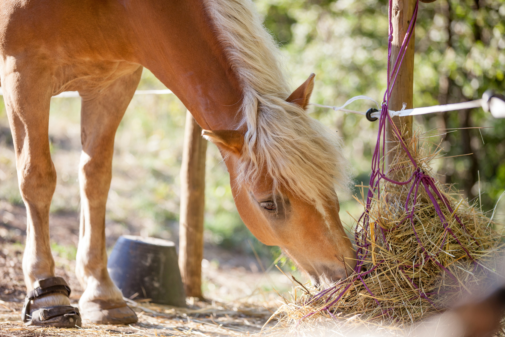 Horse Eating Hay