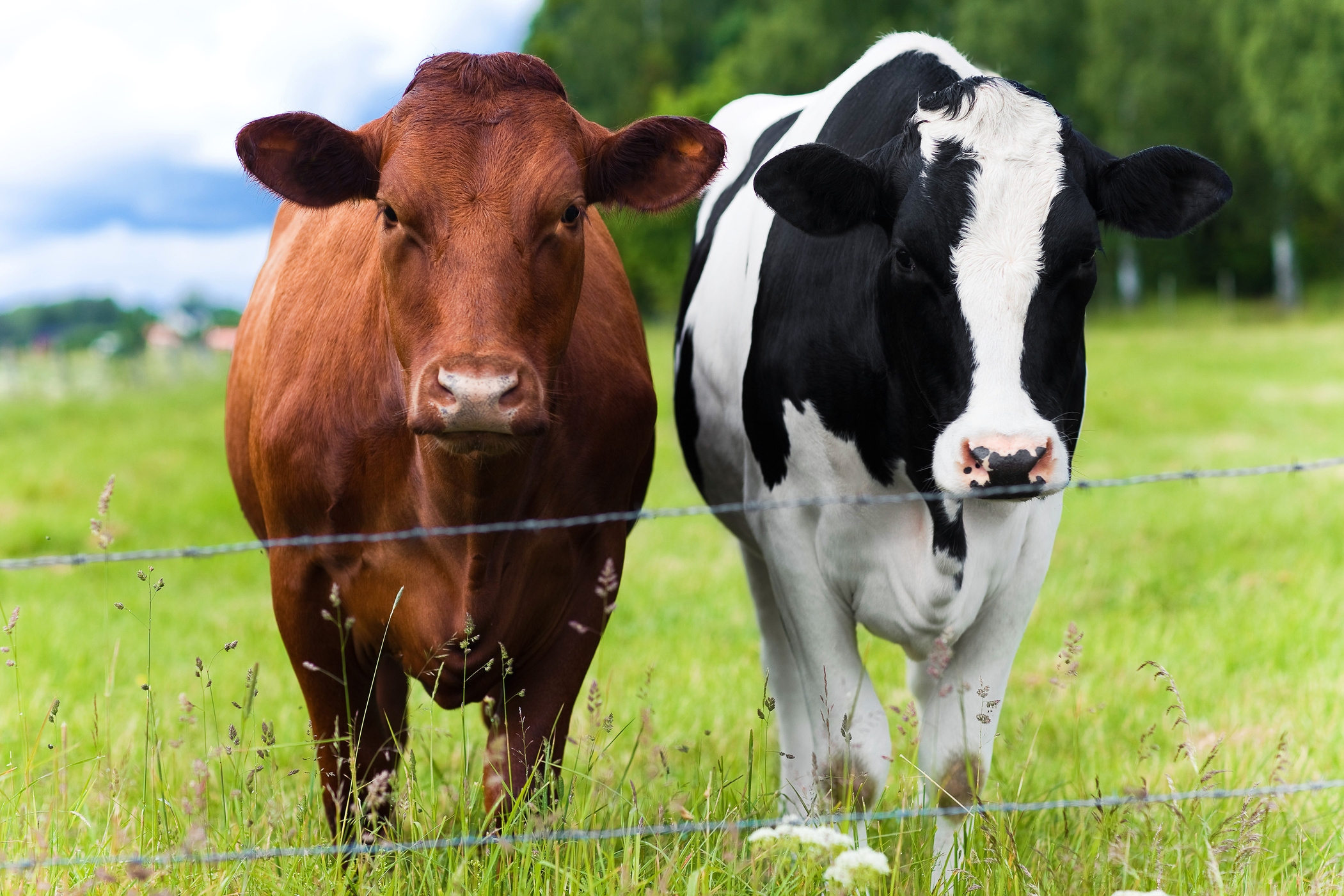 Two cows in the field